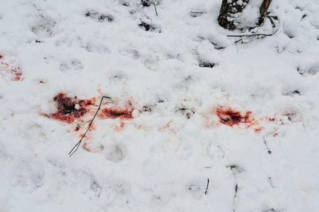 Wataha psów i hybryd wilków grasuje w Słowikowie. Atakuje zwierzęta gospodarskie (wideo)