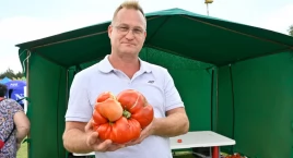 Tomasz Studziński pobił rekord na największego pomidora