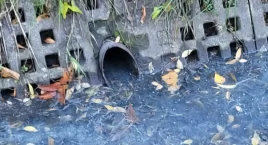 Ścieki bytowe z ulicy Hallera przyczyną śnięcia 4 ton ryb