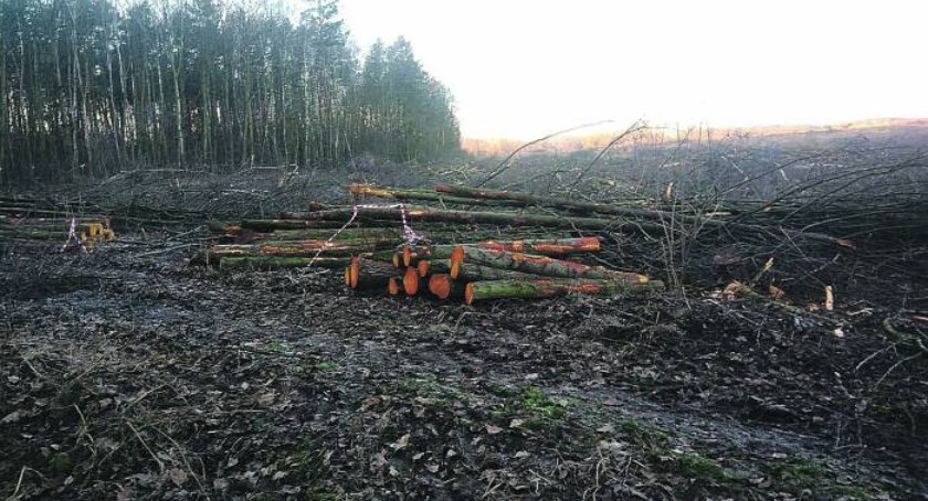 Rokita wycięła nie 800 a 3000 drzew. Pozwolili im na to radni i burmistrz 