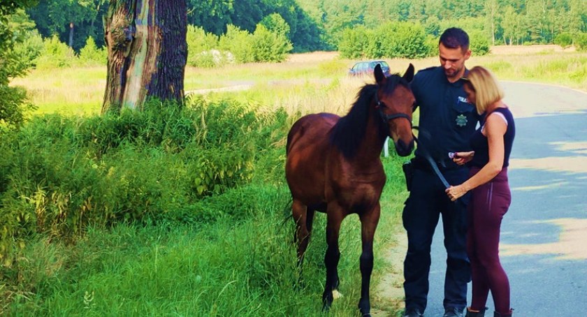 Policjanci schwytali spłoszonego konia
