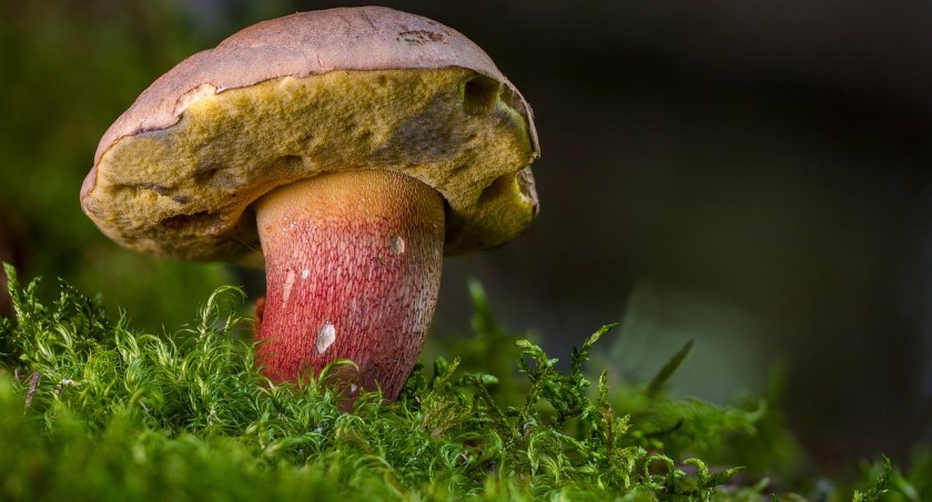 Bezpieczne grzybobranie. Jak uniknąć zatrucia?