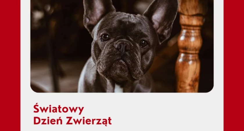 Światowy Dzień Zwierząt: Jak możemy pomagać naszym mniejszym Braciom na Ziemi