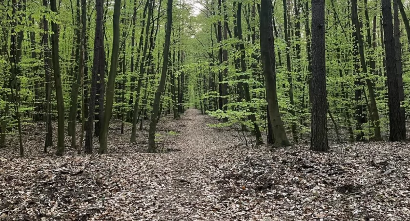 Dzikie zwierzęta na drodze groźniejsze niż myślisz