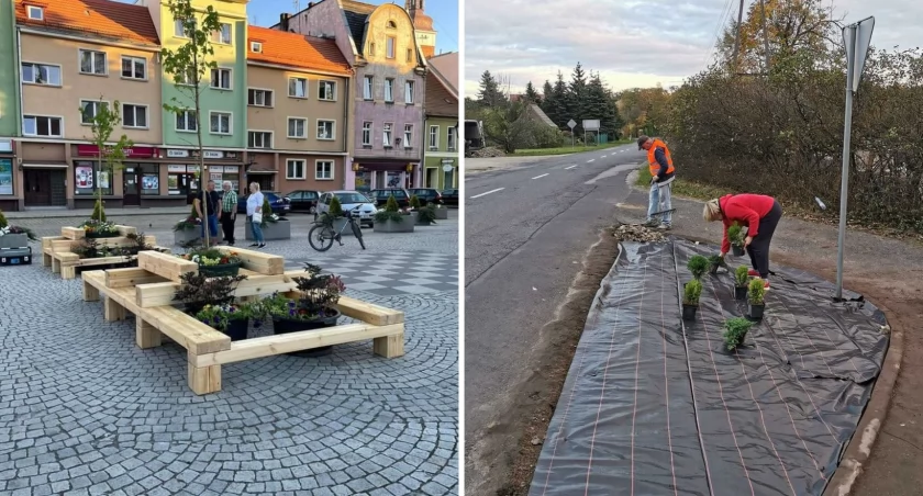 Zielona gmina Wołów: Zagospodarowany kolejny klomb w Lubiążu i drzewka z Rynku w nowym miejscu