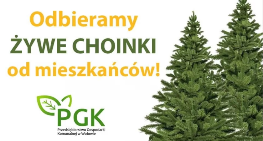 PGK odbierze choinki od mieszkańców. Sprawdź kiedy!