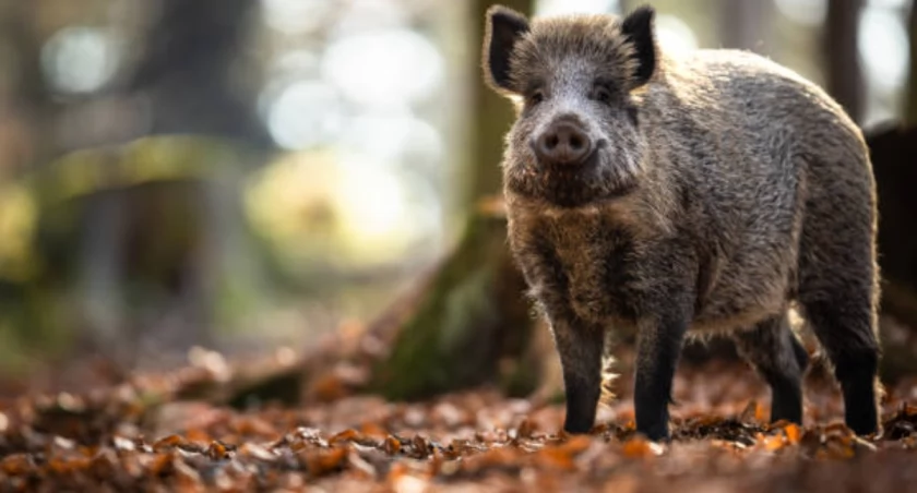 Dziki(e) w mieście – jak nie wchodzić sobie w drogę?