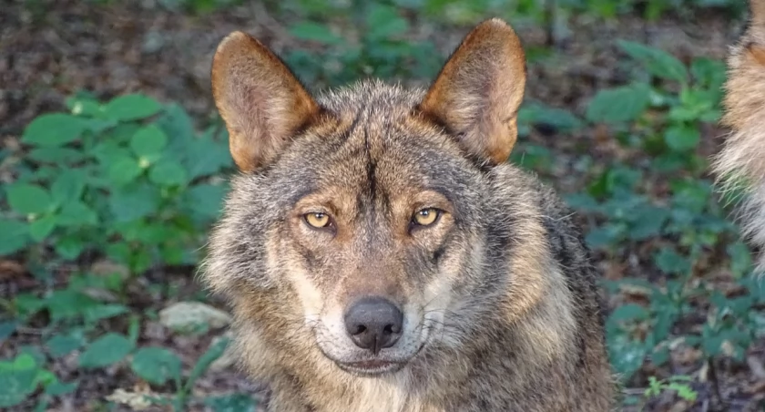 Uwaga, wilki! Apel o zabezpieczenie zwierząt domowych
