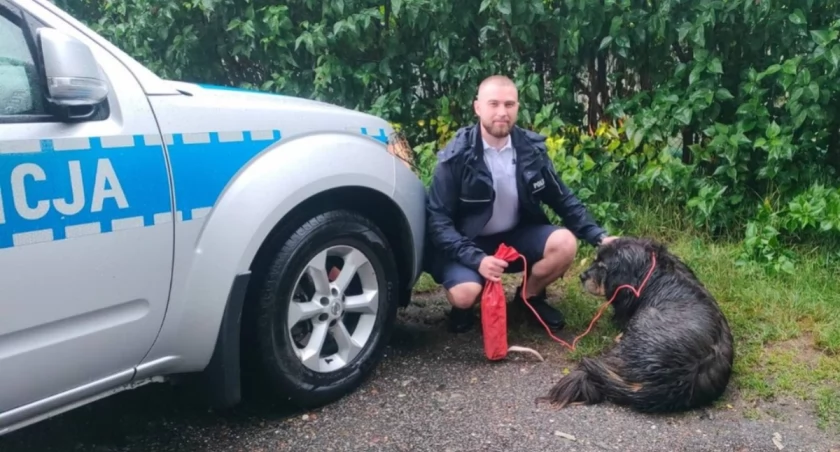 Policjanci uratowali psa, który w trakcie burzy mógł zginął pod kołami aut