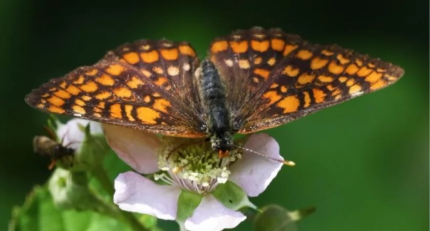 Magiczne Śródlesie PRZEPLATKA MATURNA
