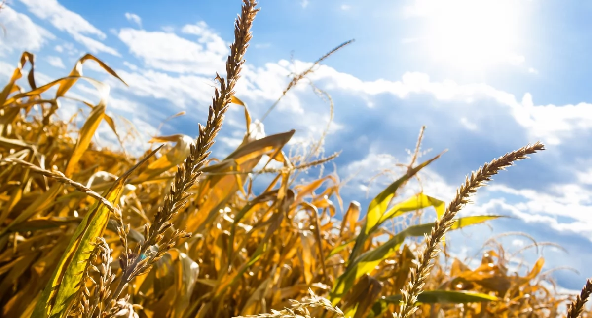 Ostrzeżenie meteorologiczne dla powiatu wołowskiego
