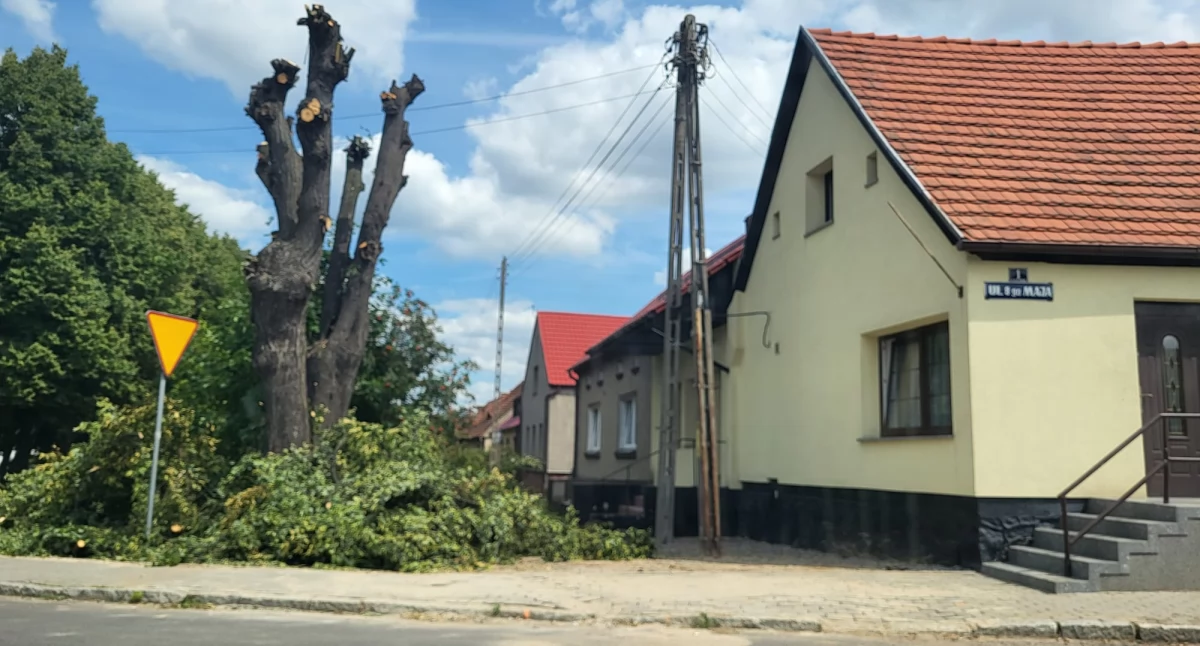 Nasz Czytelnik alarmuje: Niszczą drzewa w okresie lęgowym ptaków
