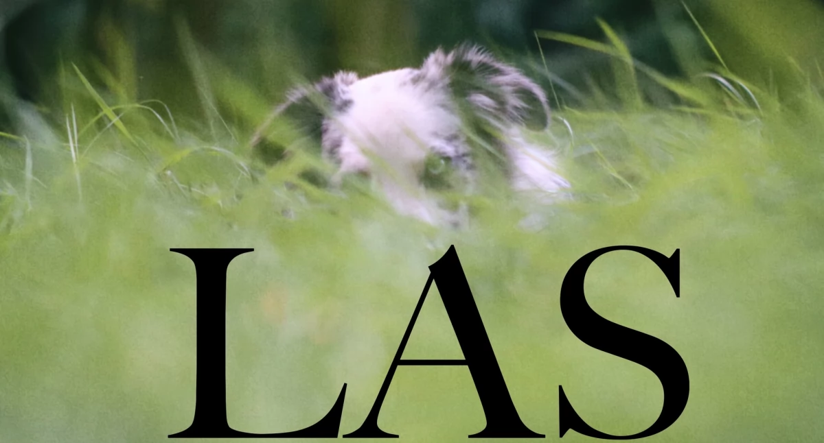 „LAS” Michała Zygmunta to album, który żyje