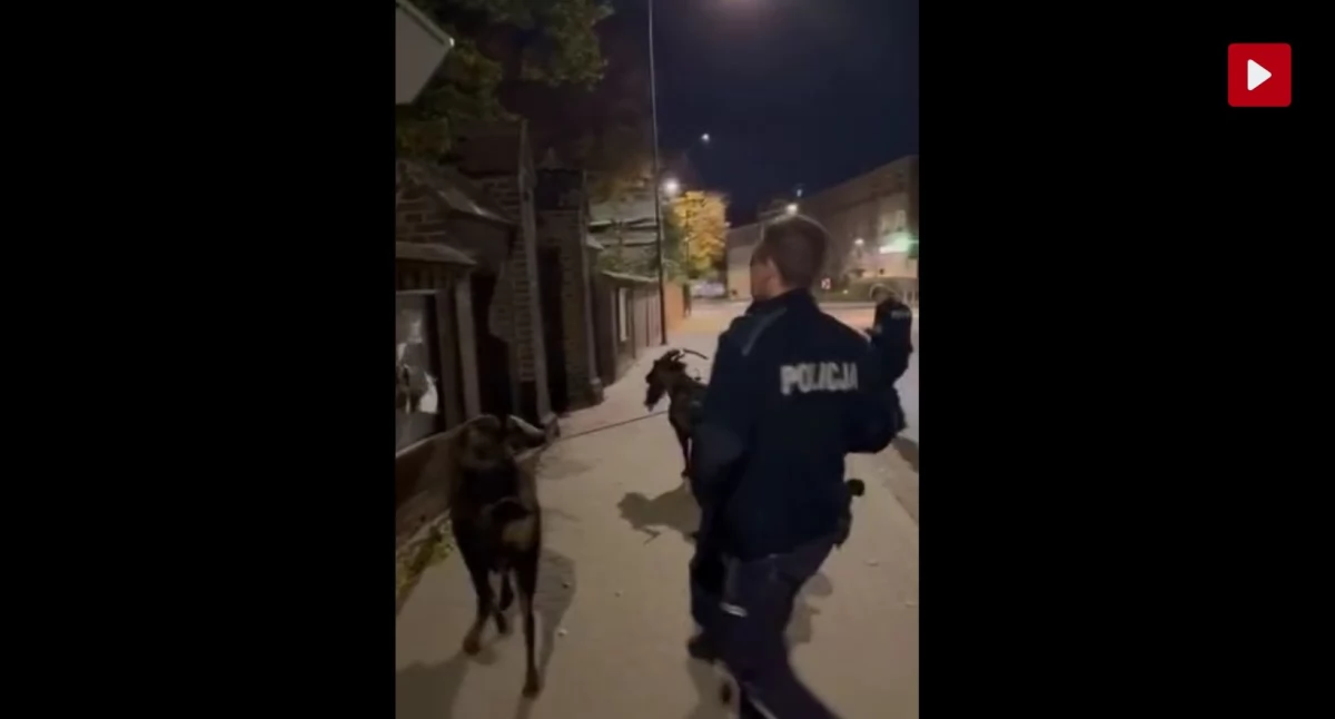 [WIDEO] Kozy na spacerze z policjantami w centrum Wołowa