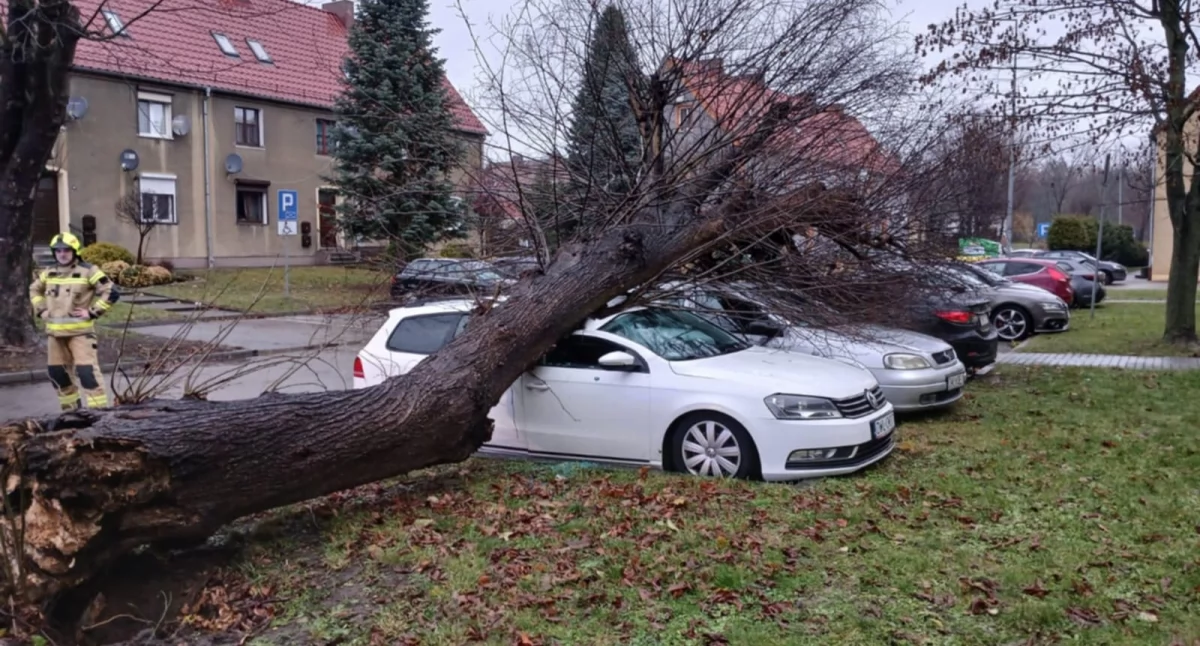 Powalone drzewo uszkodziło samochody w Brzegu Dolnym