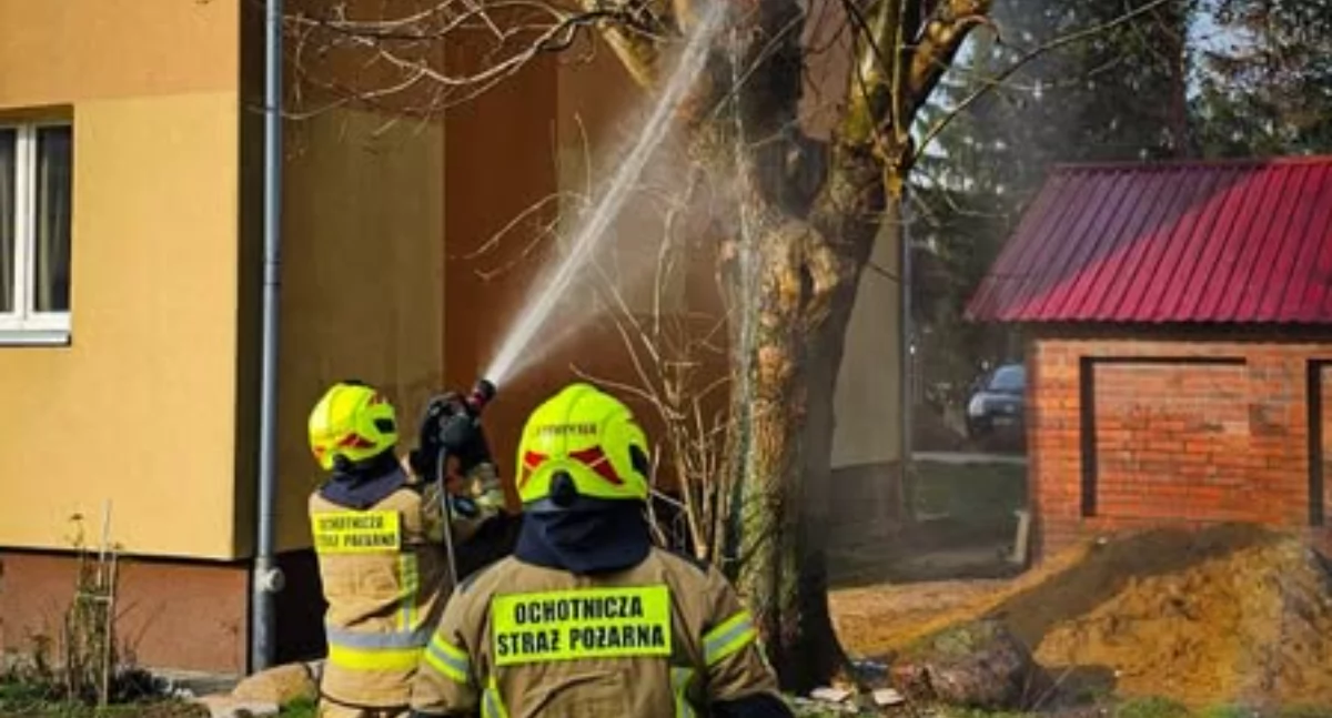 Drzewo w ogniu, zagadka bez odpowiedzi – strażacy gaszą, nie filozofują