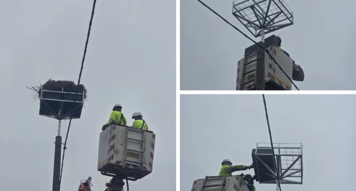 We Wróblewie zamontowano specjalną platformę dla bocianów
