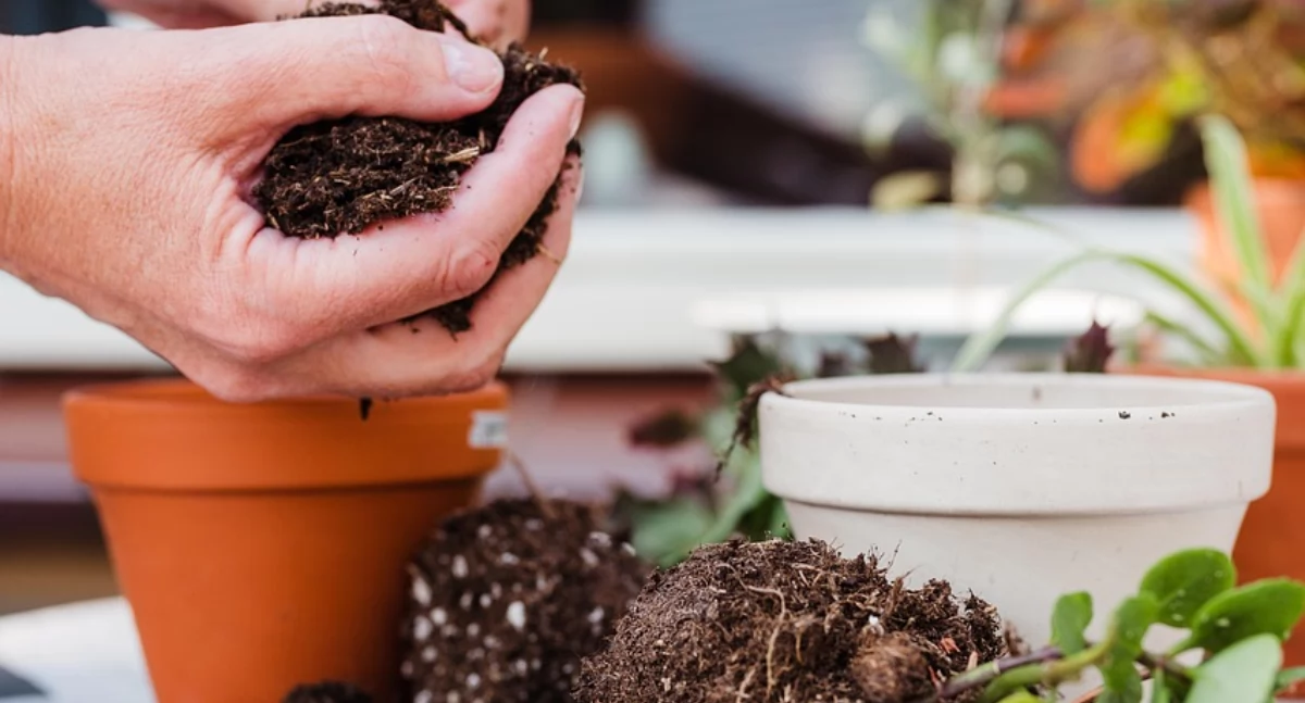 Sadź, wymieniaj, rozmawiaj – spotkanie miłośników roślin w Multicentrum Zero Waste w Brzegu Dolnym