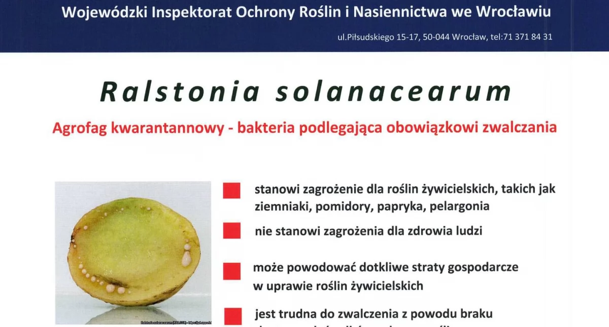 Groźna bakteria Ralstonia solanacearum – ostrzeżenie dla rolników z powiatu wołowskiego