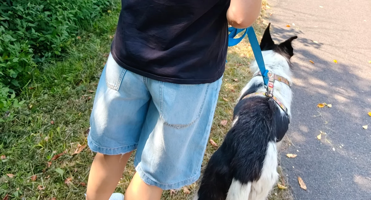 Za nami Charytatywny Spacer z Pupilem