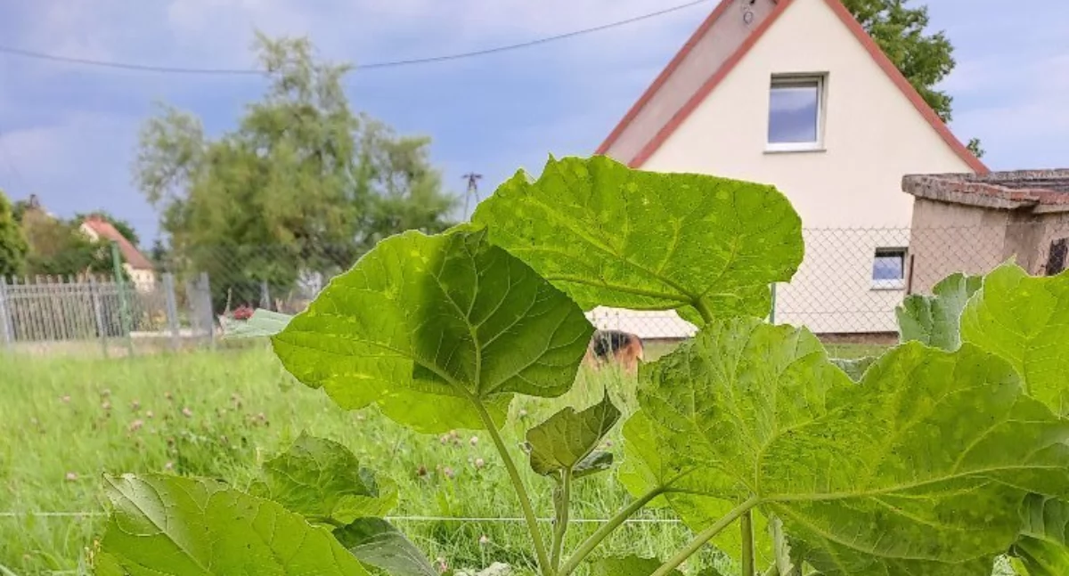 Gliniany inwestują w świetlicę i zieleń – nowe sprzęty oraz nasadzenia!