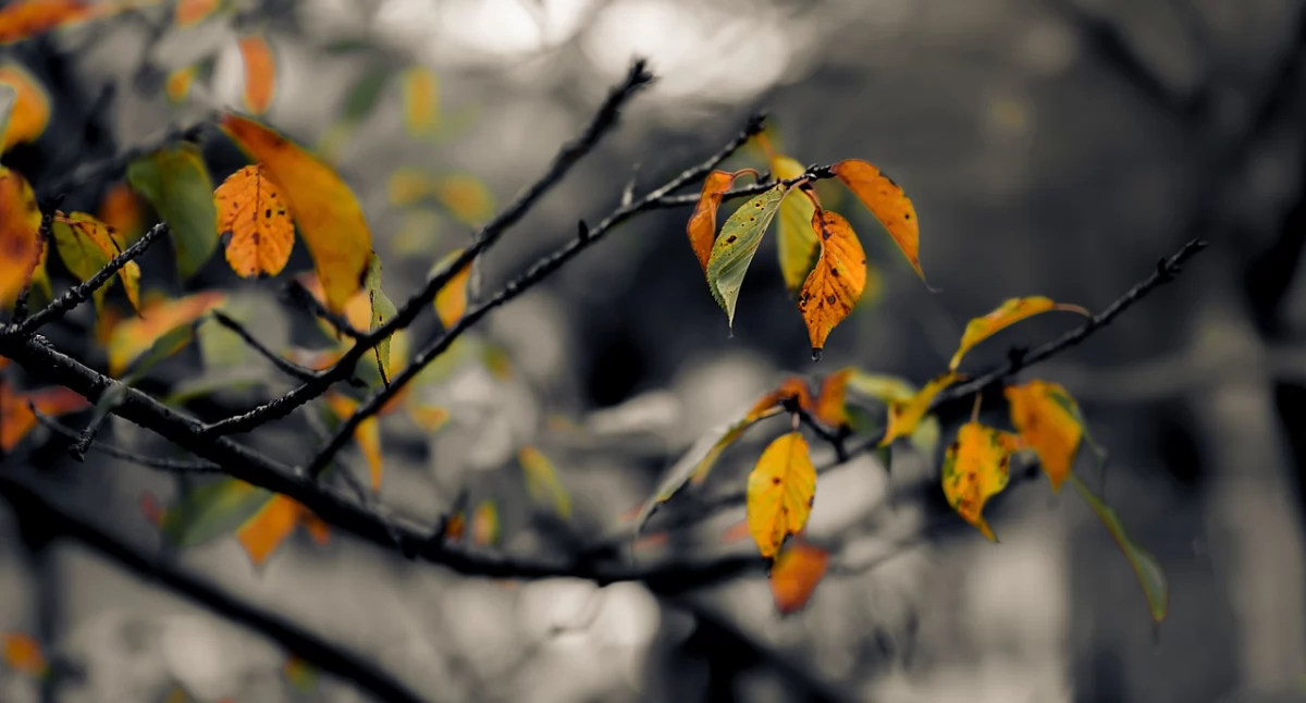 Silny wiatr nad powiatem wołowskim. IMGW wydał ostrzeżenie pogodowe