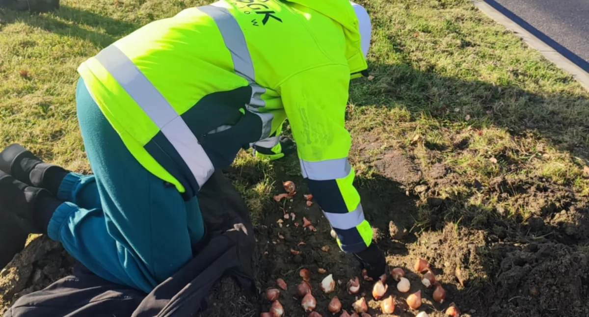 Tysiące tulipanów na Śródmiejskim Obejściu Wołowa