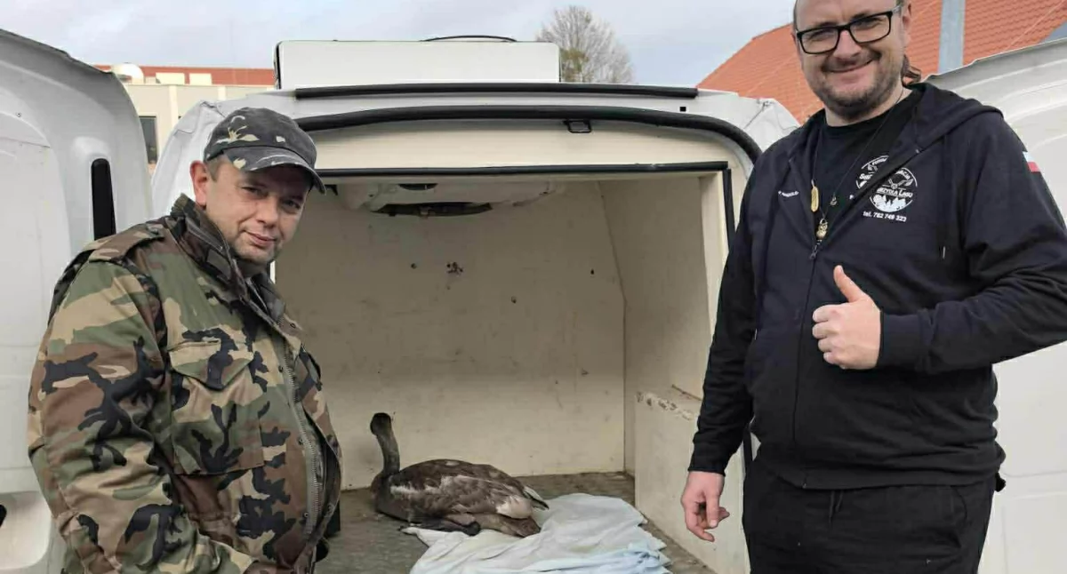 Młody łabędź uratowany. Po przymrozkach przymarzł do stawu, trafił do fundacji