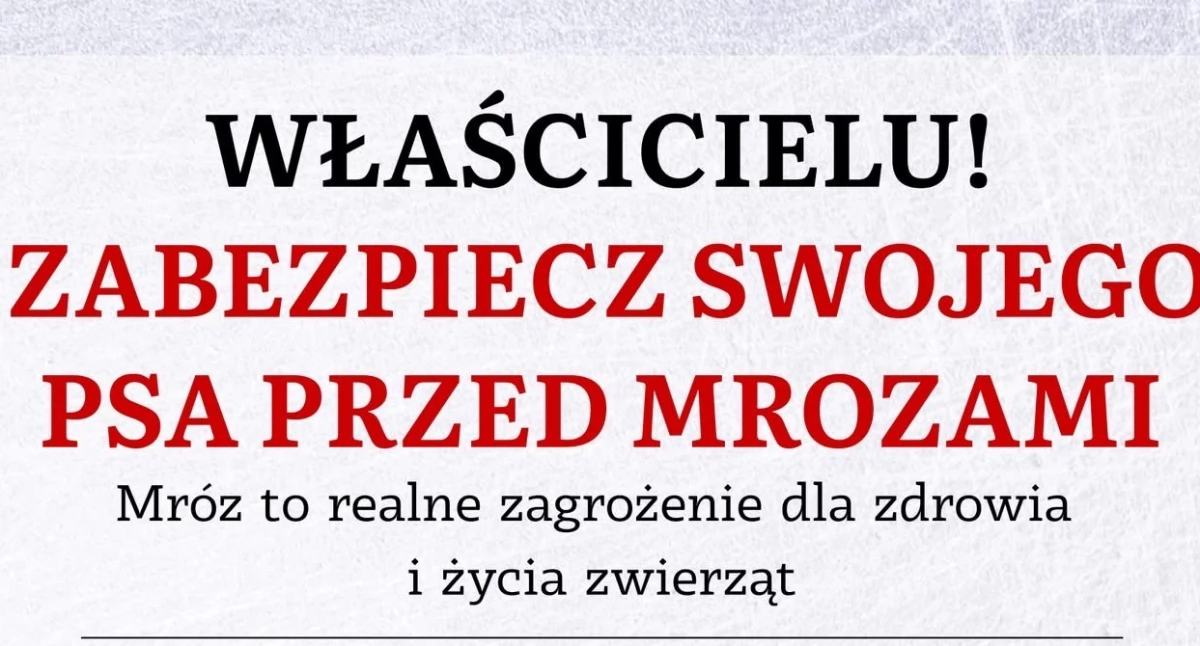 Mróz to realne zagrożenie. Zwierzęta cierpią w ciszy – reagujmy