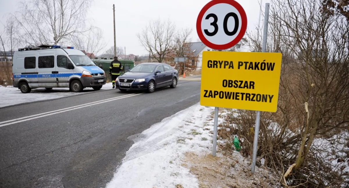 Grypa ptaków w regionie. Powiat wołowski w obszarze objętym restrykcjami