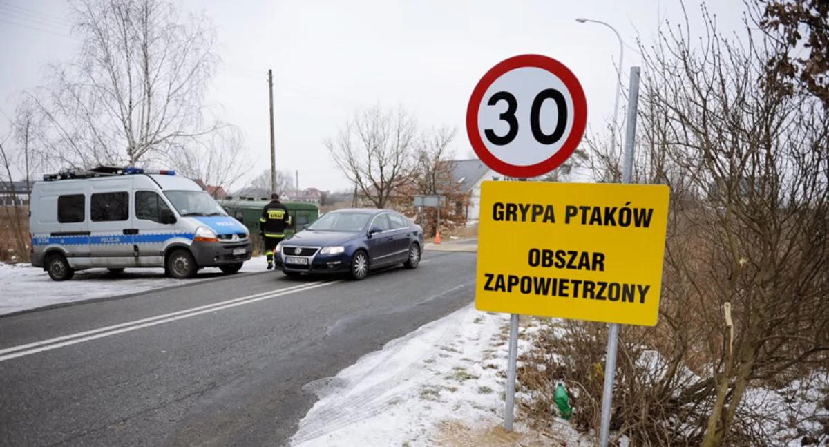Ptasia grypa nie odpuszcza. Powiat wołowski w strefie zakażenia wirusem HPAI