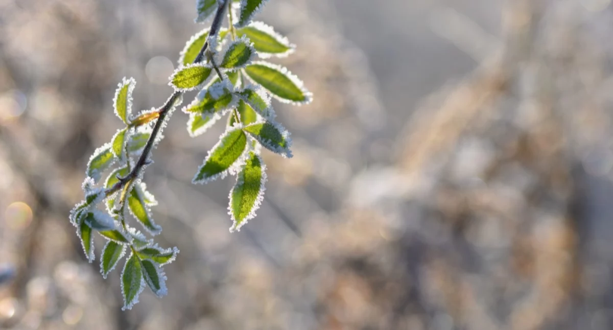 Ostrzeżenie meteorologiczne dla powiatu wołowskiego: nadchodzi przymrozek