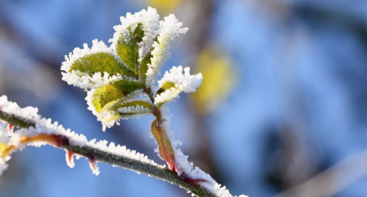 Przymrozki w gminie Wołów: Wydano ostrzeżenie meteorologiczne