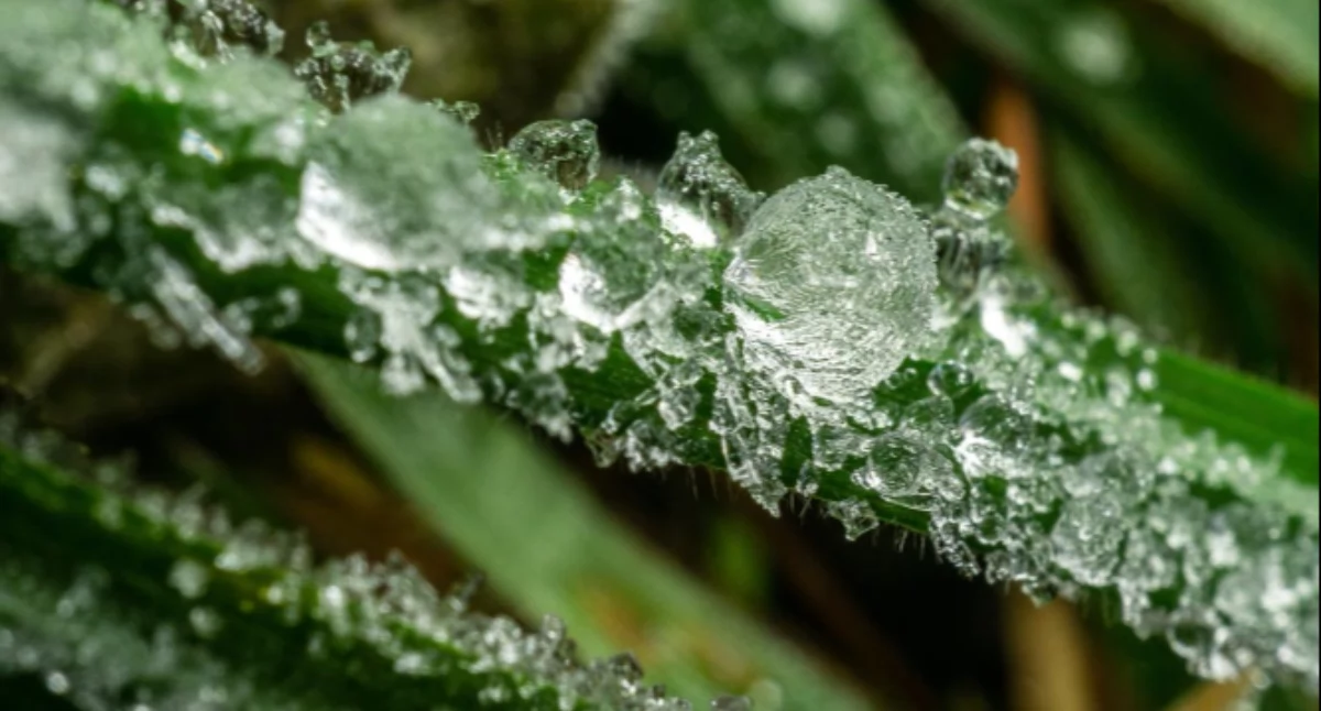 Alert dla powiatu wołowskiego! Wracają przymrozki, temperatura spadnie poniżej zera