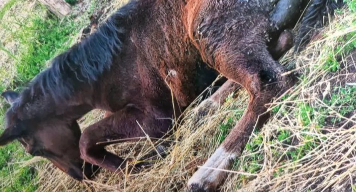 Agonia i umorzenie. Sprawa śmierci źrebaka w Brzegu Dolnym bez konsekwencji