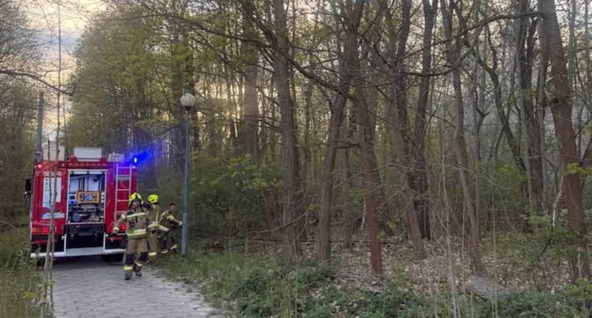 Wracamy do sprawy pożaru w parku w Brzegu Dolnym. Czy strażacy podejrzewają podpalenie?