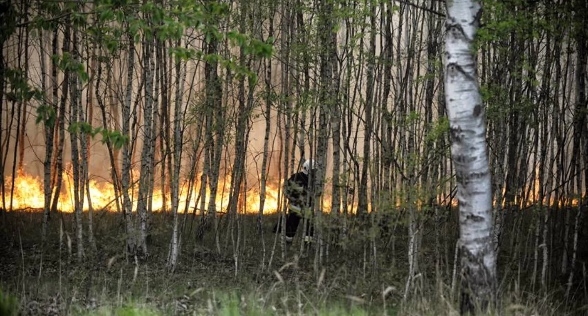 Czerwony alarm w lasach powiatu wołowskiego. Policja apeluje o rozsądek: „Wystarczy jedna iskra”