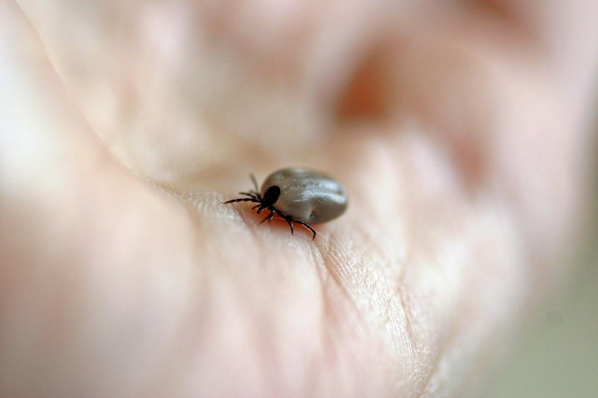 Bezpłatne szczepienia przeciwko kleszczowemu zapaleniu mózgu dla mieszkańców