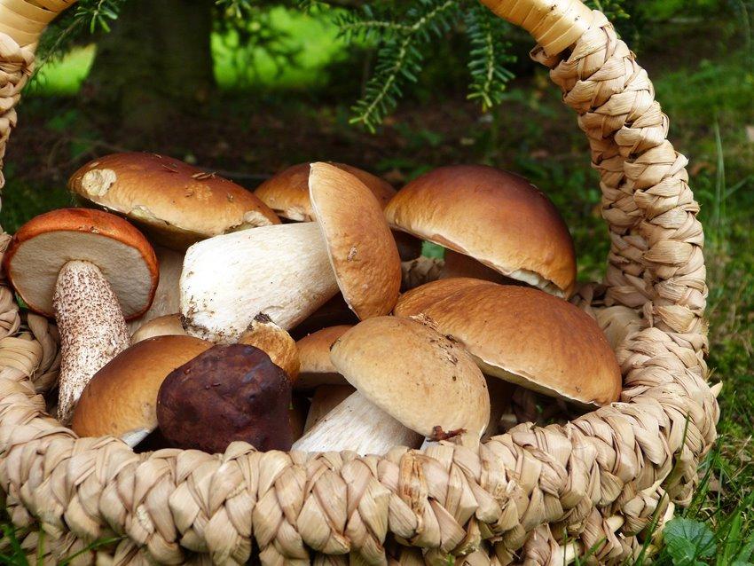 Bezpieczne grzybobranie. Wołowski sanepid przypomina i informuje
