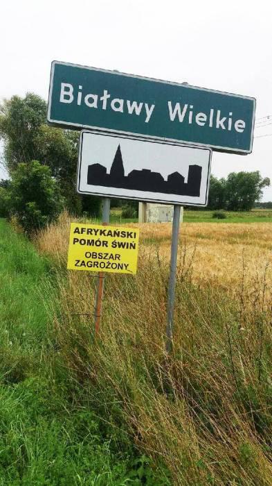 Zbliża się do nas afrykański pomór świń
