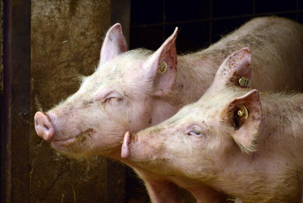 Wińsko zabezpiecza się przed kolejną zarazą. Ta atakuje zwierzęta