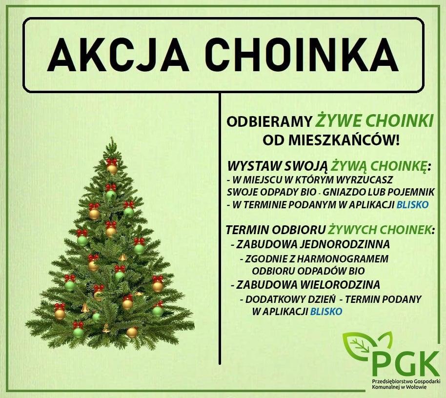 Gdzie i kiedy można oddać żywą choinką?