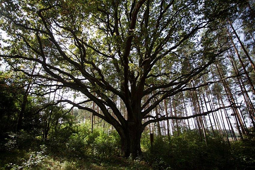 Wołowscy leśnicy dziękują mieszkańcom za pomoc