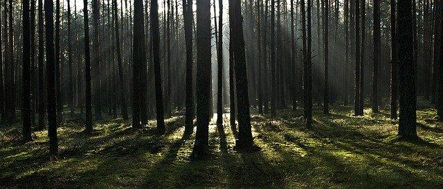 Zakaz wstępu do lasu. Będą opryski