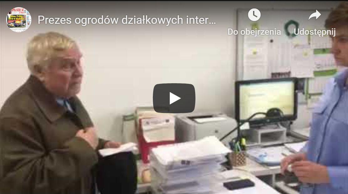 Dziki grasują na działkach w Wołowie. Prezes ogrodów działkowych interweniuje i prosi o pomoc urzędników