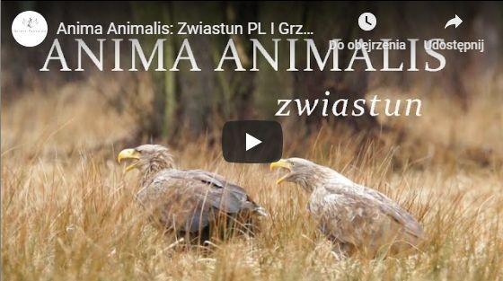 Anima Animalis czyli 