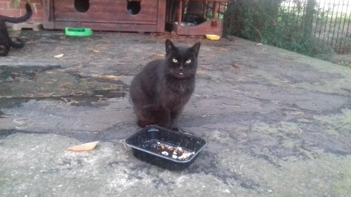 Jak mądrze pomagać bezpańskim kotom?