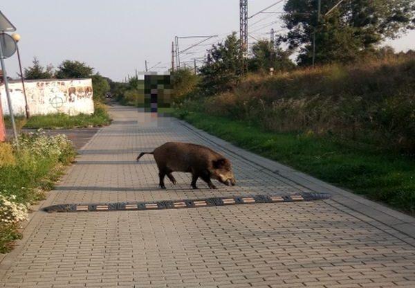 Dzik jest dziki, dzik jest zły...i chodzi po Wołowie