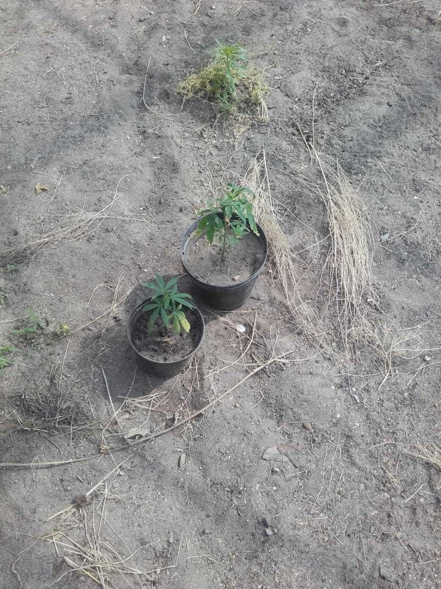 Złodziej miał w domu plantację marihuany