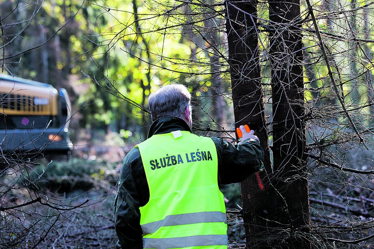 Leśnicy sprawdzili stan zdrowotny lasów